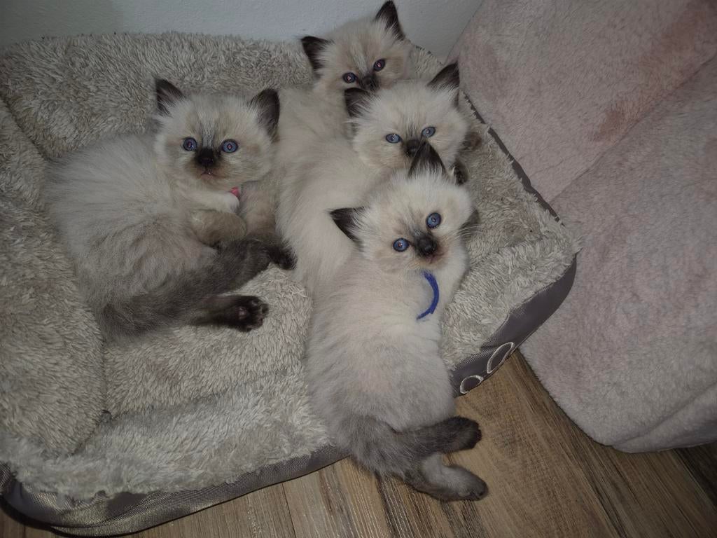 Raggdoll sealpoint kittens., Meerdere dieren, Gechipt, 0 tot 2 jaar