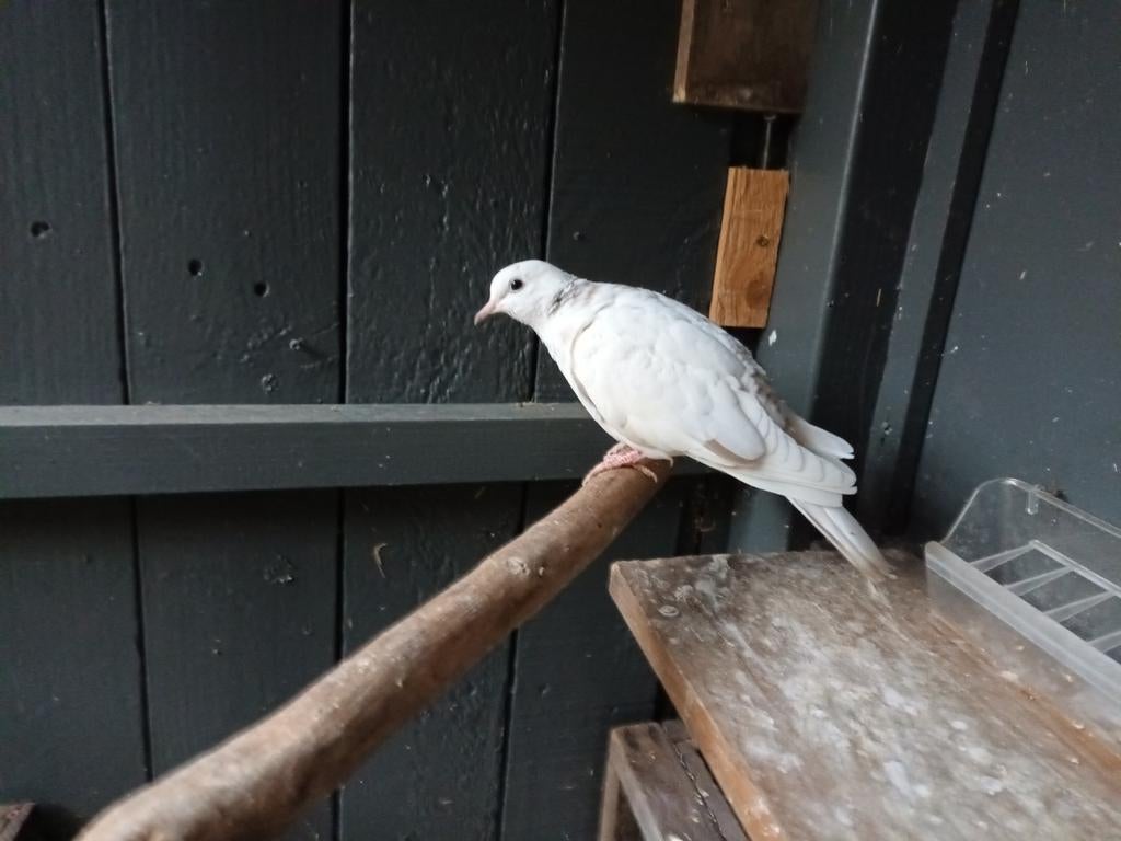 Lachduifjes., Meerdere dieren