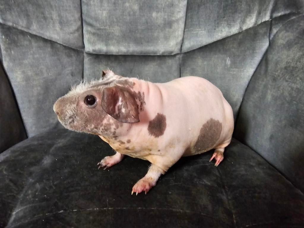 Mooie skinny cavia, Dieren en Toebehoren, Cavia, Mannelijk, Mei, Tam