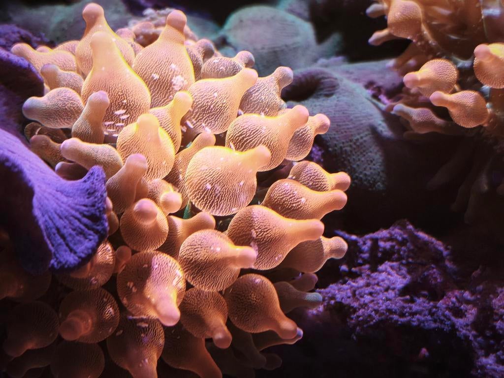 Zee sunburst anemonen, Dieren en Toebehoren, Vissen | Aquariumvissen, Vis