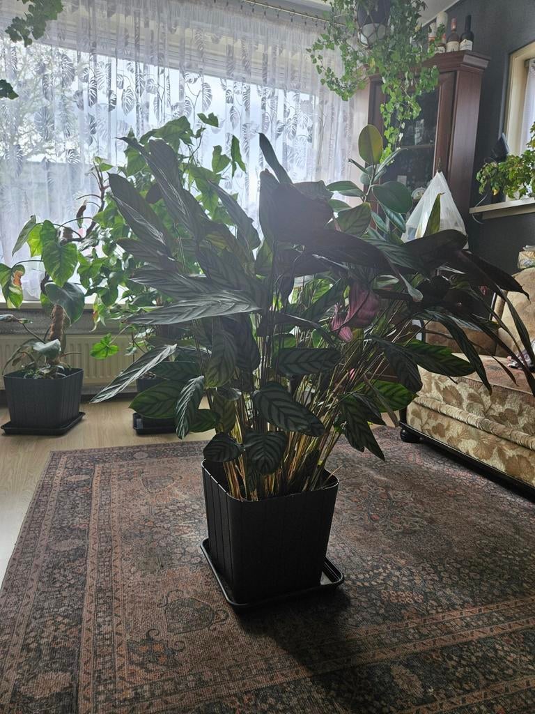 Plant Ctenanthe oppenheimian, Ophalen of Verzenden, Halfschaduw