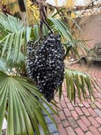 Trachycarpus wagnerianus / fortunei tros met zaden, Overige soorten, Volle zon, Vaste plant, Ophalen of Verzenden