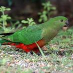 Gezocht! Koningsparkiet pop, Vrouwelijk, Parkiet, Geringd
