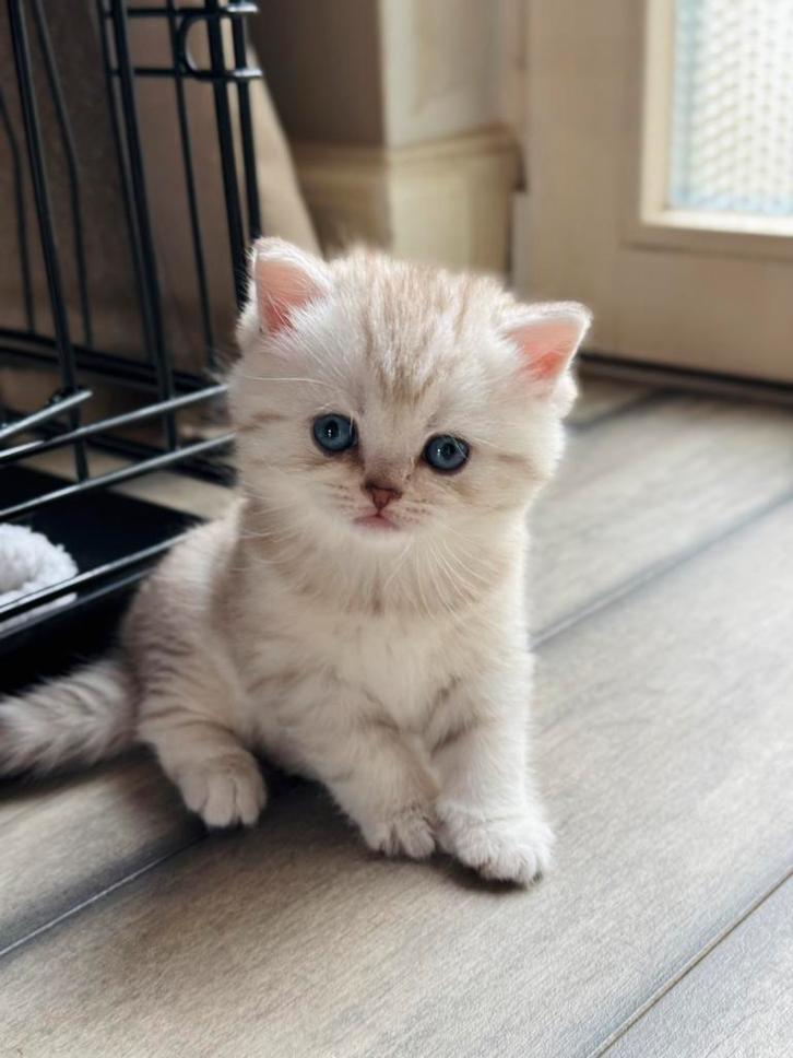 Lieve Britse Korthaar kittens, Dieren en Toebehoren, Katten en Kittens | Raskatten | Korthaar, Meerdere dieren, 0 tot 2 jaar, Ontwormd