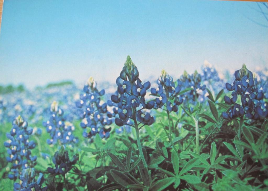Bluebonnet (Lupinus), de staatsbloem van Texas - nieuw, Verzenden, 1980 tot heden, Ongelopen, Natuur