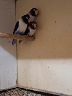 1-1 Personata violet x blauw, Dieren en Toebehoren, Geslacht onbekend