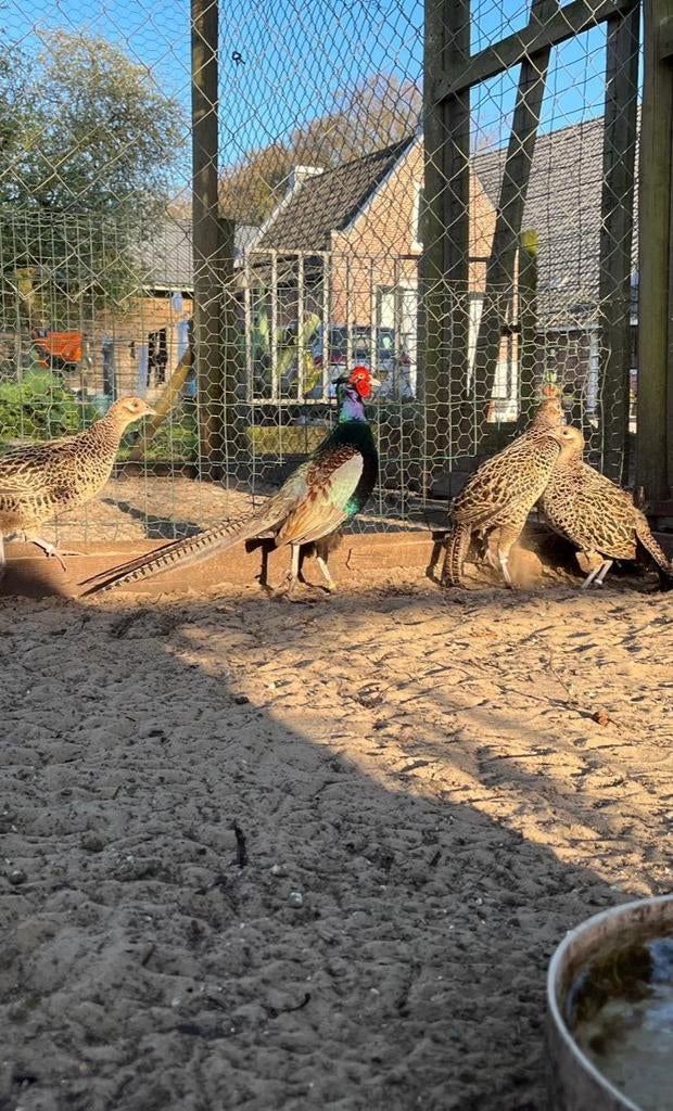 Te Koop Versicolor fazanten eieren, Geslacht onbekend, Overige soorten