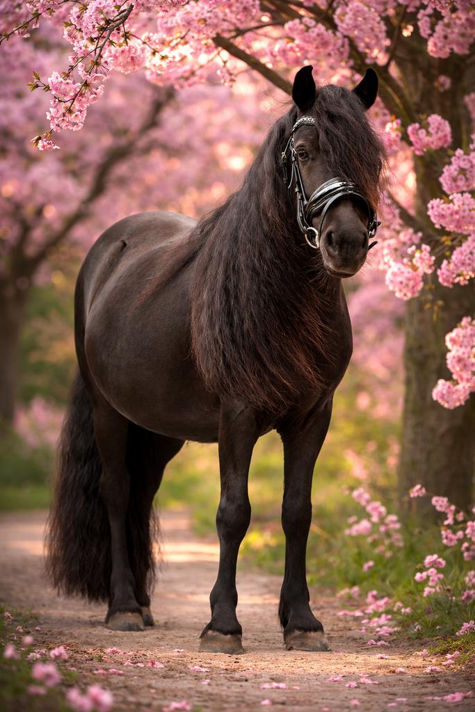 Gezocht wei of rijbak te huur, 2 of 3 paarden of pony's