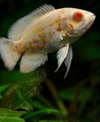 2 pauwoog oscar Albinos gezocht !, Dieren en Toebehoren, Vis