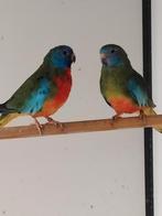 Koppel splendid parkieten, Dieren en Toebehoren, Meerdere dieren, Parkiet, Geringd