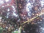 Daksierpruim | Prunus cerasifera nigra dakboom | Roodbladig, Halfschaduw, Dakboom, Bloeit niet, Ophalen of Verzenden