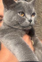 Kort harige meisje, Poes, Gechipt, 0 tot 2 jaar