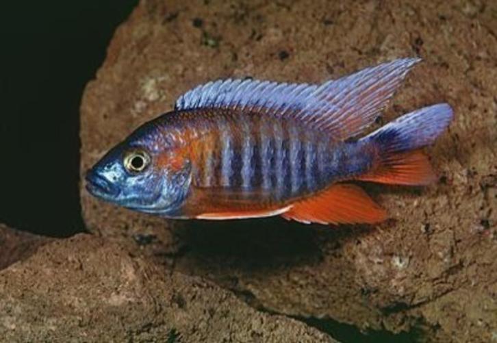 Grote keus, Malawi cichlide, 50 soorten op voorraad, Dieren en Toebehoren, Vissen | Aquariumvissen, Zoetwatervis, Vis