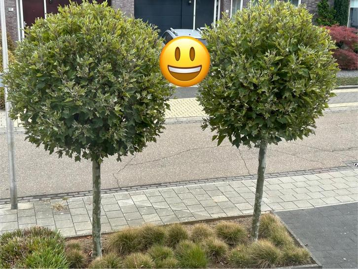 Gratis 2 Plataanbomen, Tuin en Terras, Planten | Bomen, Overige soorten, 250 tot 400 cm, Halfschaduw, Ophalen