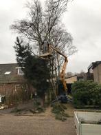 Hout zagen voor niks, Tuin en Terras, Haardhout, 6 m³ of meer, Ophalen, Overige houtsoorten, Stammen