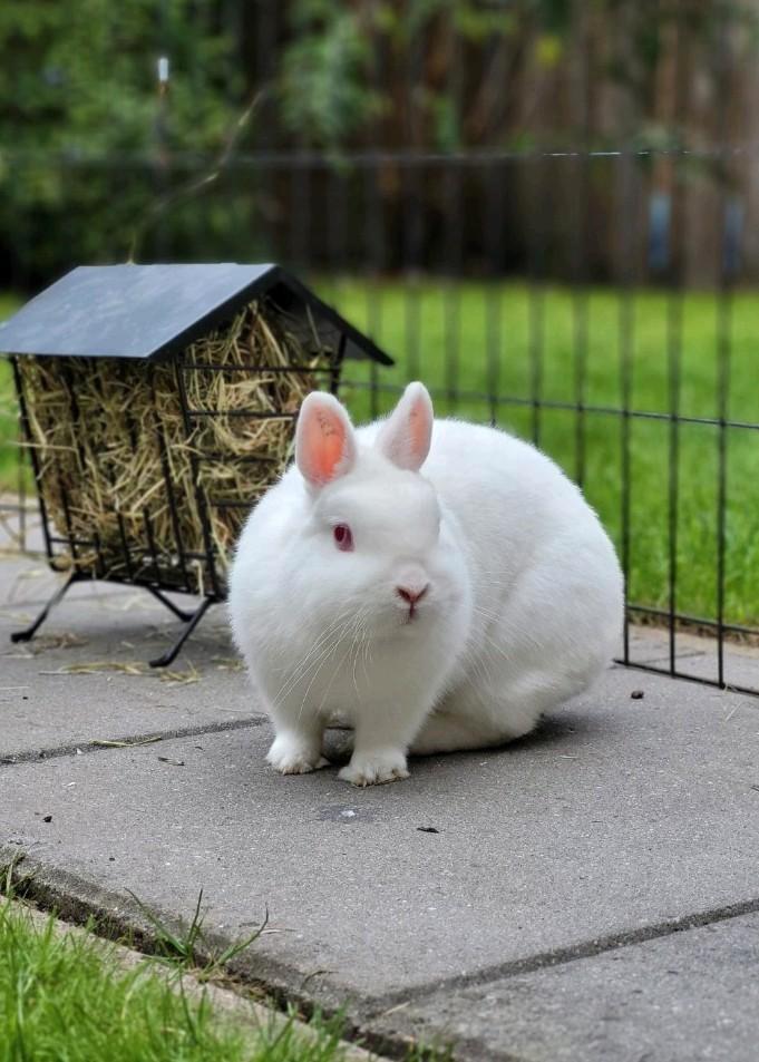 2 Voedsters roodoog Pool, Dieren en Toebehoren, Konijnen, Dwerg, Meerdere dieren