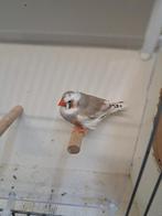 TE KOOP GEVRAAGD BONTE ZEBRAVINK MAN, Dieren en Toebehoren, Vogels | Overige Vogels, Mannelijk
