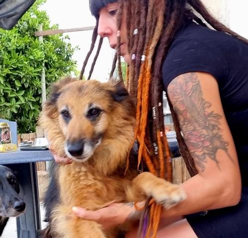 HzH-MIMI, klein knap herderdametje zoekt lieve baasjes, Dieren en Toebehoren, Honden | Herdershonden en Veedrijvers, Teef, Herder