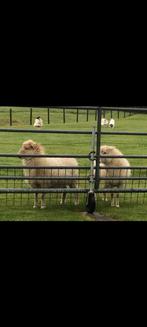 Ram schaap ouessant gezocht voor deze 2 dames., Dieren en Toebehoren, Mannelijk, Schaap