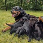 Te koop: LAATSTE TWEE  pup, puppy, puppy's, puppies, puppie, Dieren en Toebehoren, Honden | Niet-rashonden, 6 jaar of ouder, Rabiës (hondsdolheid)