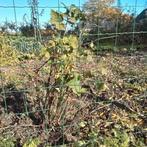 Stekken van rode bessen /bessenstruiken, Tuin en Terras, Ophalen