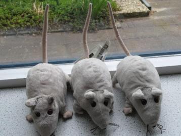 3 x Dikke Rat van IKEA grijs/bruin blanke staart + pootjes beschikbaar voor biedingen