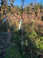 Fruitbomen, Ophalen, 100 tot 250 cm, Appelboom, Lente