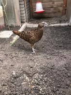 Satyr tragopaan, Vrouwelijk, Overige soorten