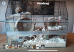 Knaagdierkooi / hamster-muizen kooi van glas / nieuwstaat, Ophalen, Kooi, Gebruikt, 60 tot 90 cm