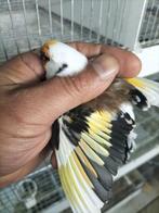 Majoor Putter man scripati van 22, Dieren en Toebehoren, Vogels | Overige Vogels, Mannelijk, Wildzangvogel