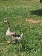 ganzen te koop, Dieren en Toebehoren, Pluimvee, Meerdere dieren, Gans of Zwaan
