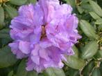 Rhododendrons, Vaste plant, Halfschaduw, Lente, Ophalen
