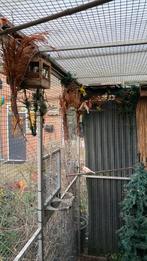 Mutaties mex roodmussen, Dieren en Toebehoren, Meerdere dieren, Tropenvogel, Geringd