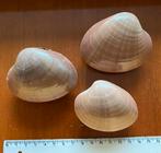 3 prachtig glimmende schelpen, Verzamelen, Ophalen of Verzenden, Schelp(en)