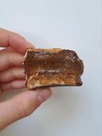 Falange kootje wolharige neushoorn fossiel, Verzamelen, Mineralen en Fossielen, Ophalen of Verzenden, Fossiel
