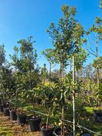 Arbutus Unedo, aardbeienboom,  grote maten uitverkoop, Overige soorten, Zomer, Ophalen, Volle zon