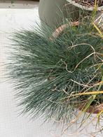 Schapengras, Tuin en Terras, Planten | Tuinplanten, Ophalen, Volle zon, Vaste plant, Siergrassen