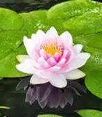 Emmer vol stekken waterlelie, Tuin en Terras, Vijvers, Ophalen, Zo goed als nieuw