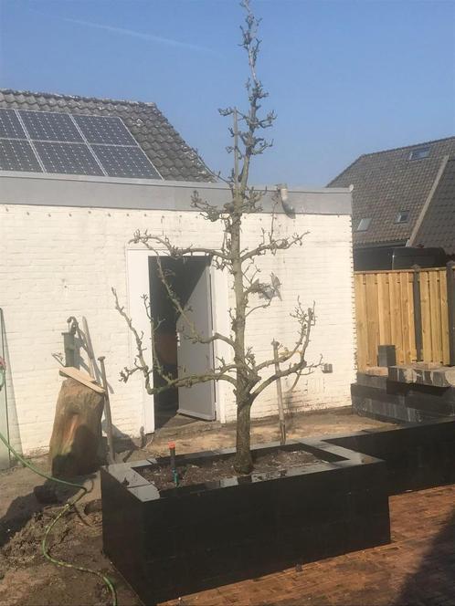 Dit jaar u eigen peertje plukken ? perenboom te koop MBT 75,, Tuin en Terras, Planten | Fruitbomen, Perenboom, 250 tot 400 cm