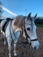 Lieve spaanse ruin zie omschrijving, Dieren en Toebehoren, Ruin, Recreatiepaard