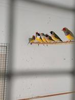 Gouldamadines, Meerdere dieren, Tropenvogel