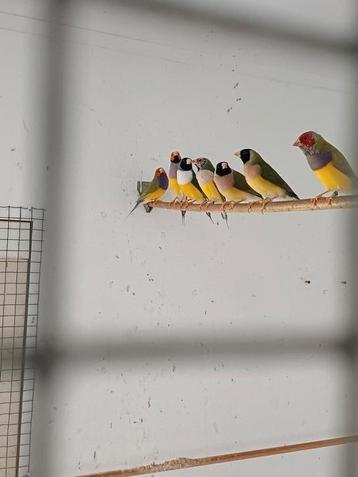 Gouldamadines  beschikbaar voor biedingen