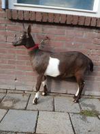 2 bruinbonte lammeren, Dieren en Toebehoren, Vrouwelijk, Geit, 0 tot 2 jaar