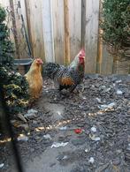Toom krielkippen, Dieren en Toebehoren, Pluimvee, Meerdere dieren, Kip