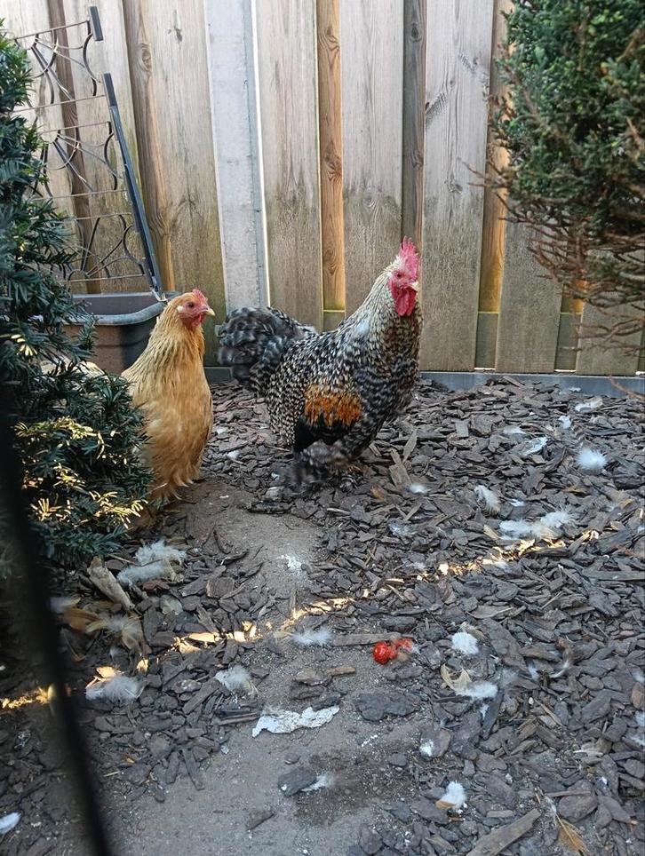 Toom krielkippen, Dieren en Toebehoren, Pluimvee, Kip, Meerdere dieren