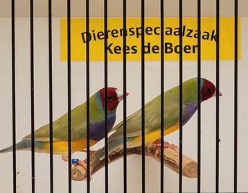 Pastel gouldamadine mannen  beschikbaar voor biedingen