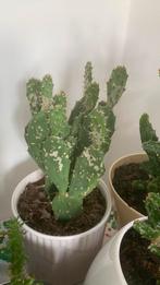 Cactus plant met pot €10, Ophalen, Cactus, Volle zon, Minder dan 100 cm