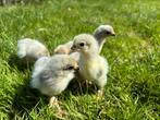 Brahma groot Isabel kuikens, Dieren en Toebehoren, Pluimvee, Geslacht onbekend, Kip