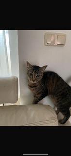 Goed huisje gezocht bij voor deze lieve poes..., Dieren en Toebehoren, Katten en Kittens | Overige Katten, Poes
