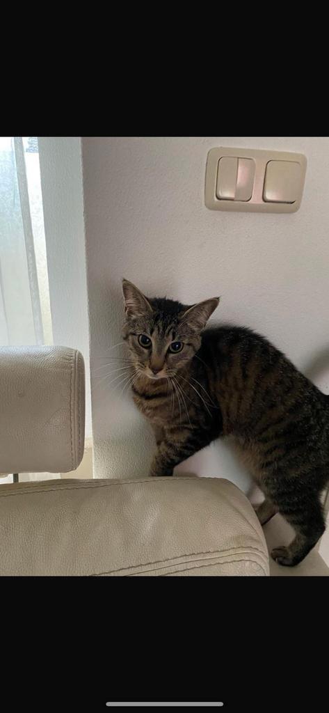 Goed huisje gezocht bij voor deze lieve poes..., Dieren en Toebehoren, Katten en Kittens | Overige Katten, Poes